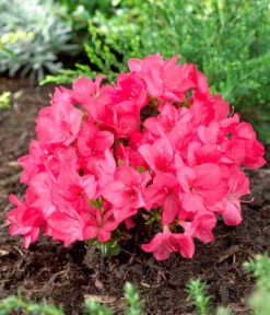 Japanische Azalee 'Anouk' 9 Japanische Azalee 'Anouk' -Gartenmöbel Store 7046576 WE MO 001 RhododendronOnbekend