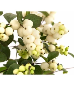 Blütenhecke 'White Hedge', 4er-Set -Gartenmöbel Store 7078074 WE DE 001 SymphoricarposSchneebeereWeiss