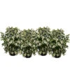 Blütenhecke 'White Hedge', 4er-Set 1 Blütenhecke 'White Hedge', 4er-Set -Gartenmöbel Store 7078074 WE FS 003 HeckensetWhiteHedge