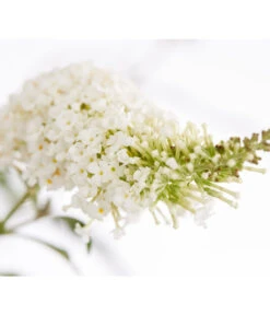 Sommerflieder -Gartenmöbel Store 7080179 WE DE 001 BuddlejaDavWeissDehnerExpressZS