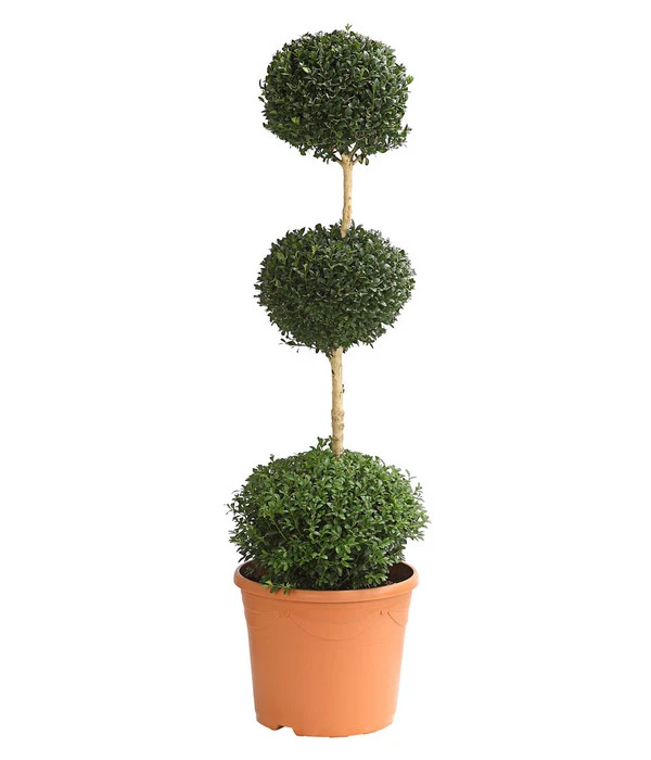 Buchsbaum, Stämmchen Mit 3 Kugeln 3 Buchsbaum, Stämmchen Mit 3 Kugeln
