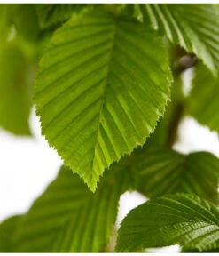 7,5 Meter Hainbuche, 30 X Ca. 150-175 Cm 11 7,5 Meter Hainbuche, 30 X Ca. 150-175 Cm -Gartenmöbel Store 7088883 WE DE 001 CarpinusBetulusHainbuche4LDehnerExpressZS