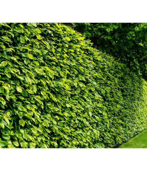 7,5 Meter Hainbuche, 30 X Ca. 150-175 Cm 4 7,5 Meter Hainbuche, 30 X Ca. 150-175 Cm – Bild 2