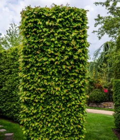 7,5 Meter Hainbuche, 30 X Ca. 150-175 Cm 9 7,5 Meter Hainbuche, 30 X Ca. 150-175 Cm -Gartenmöbel Store 7089188 WE MO Luckner Hecke CarpinusBetulusHainbuche