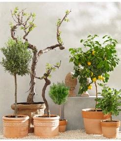 Feige, Dunkel 8 Feige, Dunkel -Gartenmöbel Store 7120389 PR MO 001 MediterranGC10retusch