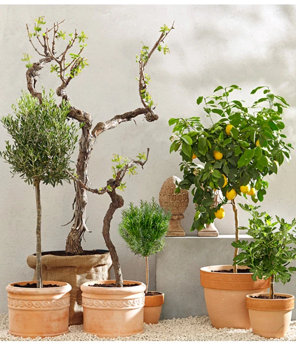 Feige, Dunkel 5 Feige, Dunkel – Bild 3