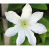 Waldrebe - Clematis 'Dancing Dorien®' -Gartenmöbel Store 7121585 PR DE 001 ClematisWeissPixabay