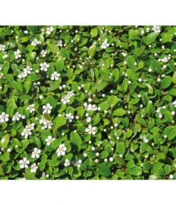 Zwergmispel 'Frieders Evergreen' -Gartenmöbel Store 7144538 BildD 001 ZwergmispelFriedersEvergreenCotFriedEvergreen