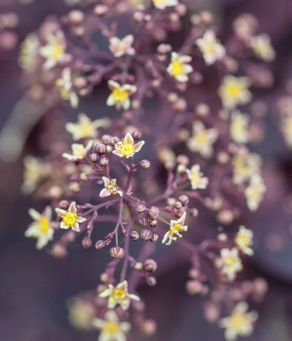 Perückenstrauch 'Royal Purple' 8 Perückenstrauch 'Royal Purple' – Bild 6
