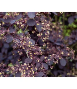 Perückenstrauch 'Royal Purple'