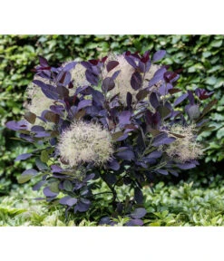 Perückenstrauch 'Royal Purple' 11 Perückenstrauch 'Royal Purple' -Gartenmöbel Store 7149503 PR MO 0002 CotinusCoggygriaRoyalPurple