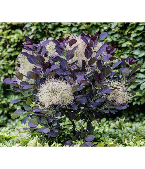 Perückenstrauch 'Royal Purple' 5 Perückenstrauch 'Royal Purple' – Bild 3