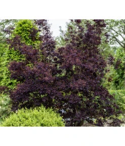 Perückenstrauch 'Royal Purple' 12 Perückenstrauch 'Royal Purple' -Gartenmöbel Store 7149503 PR MO 001 CotinusCoggygriaRoyalPurpleLuckner