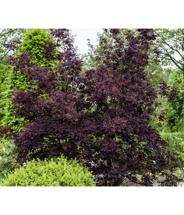 Perückenstrauch 'Royal Purple' 6 Perückenstrauch 'Royal Purple' – Bild 4