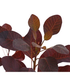 Perückenstrauch 'Royal Purple' 15 Perückenstrauch 'Royal Purple' -Gartenmöbel Store 7149503 WE DE 001 PerueckenstrauchCotinusRoyalPurple3LiterDehnerExpressHerzig