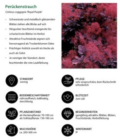 Perückenstrauch 'Royal Purple' 13 Perückenstrauch 'Royal Purple' -Gartenmöbel Store 7149503 WE IG 001 Perueckenstrauch