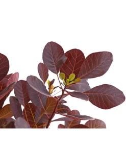 Roter Zwerg-Perückenstrauch 'Lilla' 5 Roter Zwerg-Perückenstrauch 'Lilla' -Gartenmöbel Store 7149610 PR DE 001 PerueckenstrauchCotinusRoyalZwergLila3LDehnerExpressHerzig