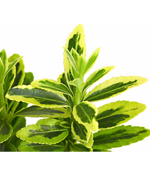 Kleinblättriger Kriech-Spindelstrauch 'Microphyllus Aureovariegatus' 4 Kleinblättriger Kriech-Spindelstrauch 'Microphyllus Aureovariegatus' – Bild 2