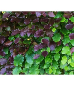 15 Meter Blutbuche ‘Purpurea‘, 60 X 125-150 Cm -Gartenmöbel Store 7185523 WE DE 001 FagusSylvaticaPurpureaRot