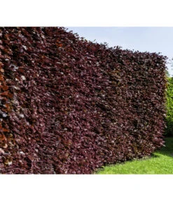 15 Meter Blutbuche ‘Purpurea‘, 60 X 125-150 Cm -Gartenmöbel Store 7185523 WE MO 001 FagusSylvaticaPurpureaLuckner