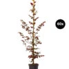 15 Meter Blutbuche ‘Purpurea‘, 60 X 125-150 Cm -Gartenmöbel Store 7185556 WE FS 002 BlutbuchePurpurea60x