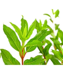 Forsythie 'Week-End' - Goldglöckchen 9 Forsythie 'Week-End' - Goldglöckchen -Gartenmöbel Store 7186711 WE DE 001 ForsythieIntermediaWeekend5LDehnerExpressHerzig