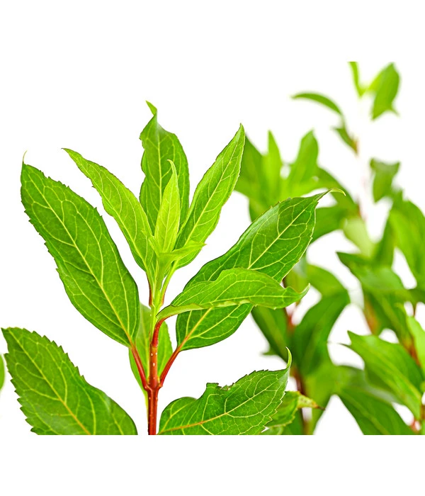 Forsythie 'Week-End' - Goldglöckchen 5 Forsythie 'Week-End' - Goldglöckchen – Bild 3