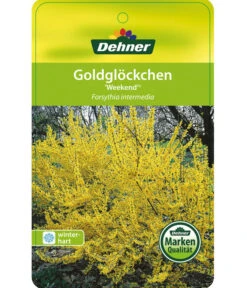 Forsythie 'Week-End' - Goldglöckchen 10 Forsythie 'Week-End' - Goldglöckchen -Gartenmöbel Store 7186869 GoldgloeckchenWeekend Etikett 1