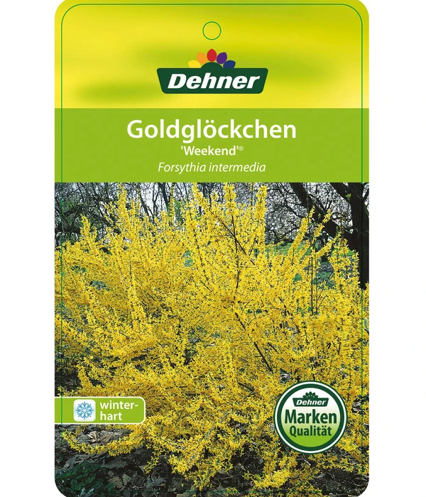 Forsythie 'Week-End' - Goldglöckchen 6 Forsythie 'Week-End' - Goldglöckchen – Bild 4