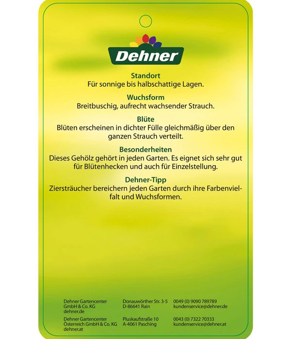 Forsythie 'Week-End' - Goldglöckchen 7 Forsythie 'Week-End' - Goldglöckchen – Bild 5