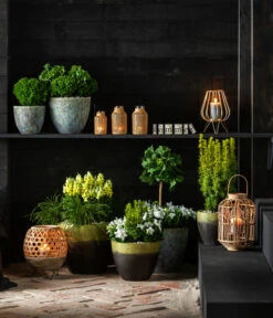 Ballonblume, Verschiedene Farben -Gartenmöbel Store 7196199 WE MO 001 GinkgoBilobaTaxusBaccataEibeThujaTeddyLebensbaumKonifere