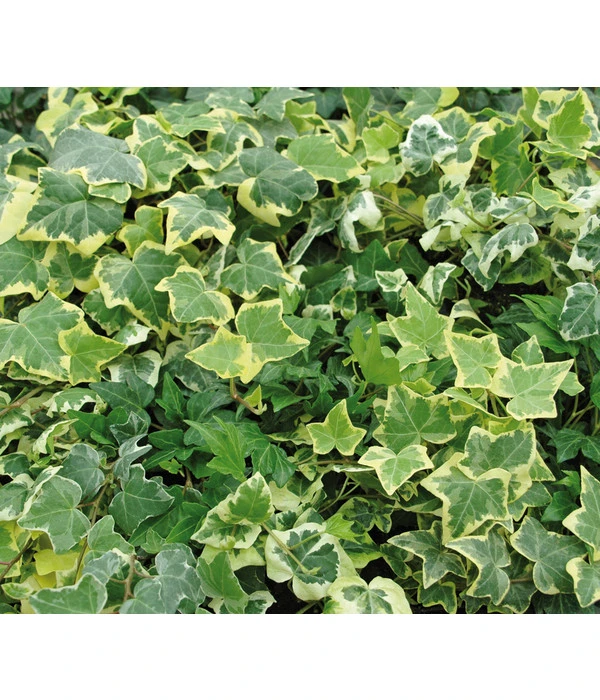 Efeu, Gelbbunt 4 Efeu, Gelbbunt – Bild 2