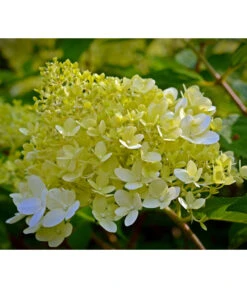 Rispen-Hortensie 'Little Lime®' -Gartenmöbel Store 7224686 WE DE 001 HydrangeaPaniculataRispenhortensieLittleLimePixabay