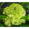 Rispen-Hortensie 'Little Lime®' 1 Rispen-Hortensie 'Little Lime®' -Gartenmöbel Store 7224686 WE DE 002 HydrangeaPaniculataLittleLimeZwergRispenhortensie