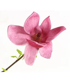 Magnolie 'Genie' -Gartenmöbel Store 7272941 WE DE 001 MagnoliaMagnolieGenie5LDehnerExpressHerzig