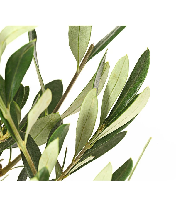 Olive, Busch 7 Olive, Busch – Bild 5