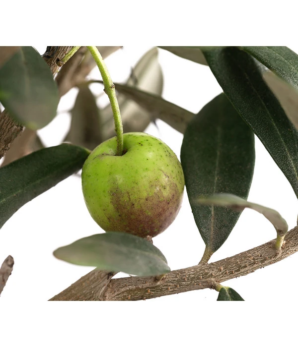 Olive, Busch 8 Olive, Busch – Bild 6