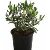 Olive, Busch -Gartenmöbel Store 7296908 WE FS 001 OliveEuropeaT15
