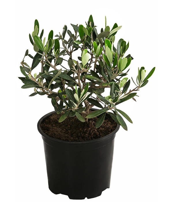 Olive, Busch 3 Olive, Busch