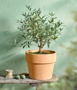 Olive, Busch 11 Olive, Busch -Gartenmöbel Store 7296908 WE MO 001 OleaOlivenbuschT16