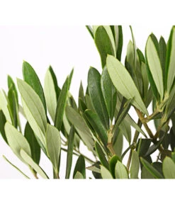 Olive, Stämmchen -Gartenmöbel Store 7297088 WE DE 001 OleaEuropaeaT14DehnerExpressHerzig