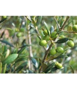 Olive, Stämmchen -Gartenmöbel Store 7297088 WE DE 002 OliveOleaEuropaeaStamm Pixabay