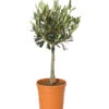 Olive, Stämmchen 2 Olive, Stämmchen -Gartenmöbel Store 7297088 WE FS 001 OleaEuropaeaT14DehnerExpressHerzig