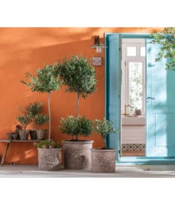 Olive, Busch 10 Olive, Busch -Gartenmöbel Store 7297443 7296908 7297070 7297088 7296916 7296874 WE MO 001 BestOf Olive 2022