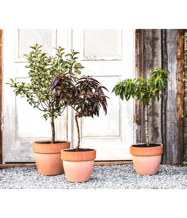 Zwergapfel 'Galina' 4 Zwergapfel 'Galina' – Bild 2