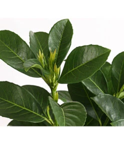 Kirschlorbeer 'Etna' 9 Kirschlorbeer 'Etna' -Gartenmöbel Store 7358484 WE DE 001 PrunusLaurocerasusEtnaKirschlorbeer5LDehnerExpressHerzig