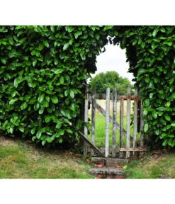 Kirschlorbeer 'Etna' 8 Kirschlorbeer 'Etna' -Gartenmöbel Store 7359706 WE MO 001 KirschlorbeerPrunusLaurocerasusPixabay