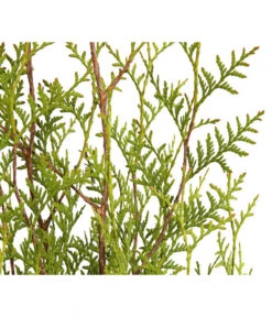 8 Meter Lebensbaum 'Brabant', 20 X Ca. 125-150 Cm -Gartenmöbel Store 7511009 WE DE 001 LebensbaumThujaOccidentalisBrabant3L 1