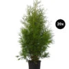 8 Meter Lebensbaum 'Brabant', 20 X Ca. 125-150 Cm -Gartenmöbel Store 7512668 WE FS 002 LebensbaumBrabantThujaOccidentalis20Meter