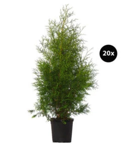 8 Meter Lebensbaum 'Brabant', 20 X Ca. 125-150 Cm